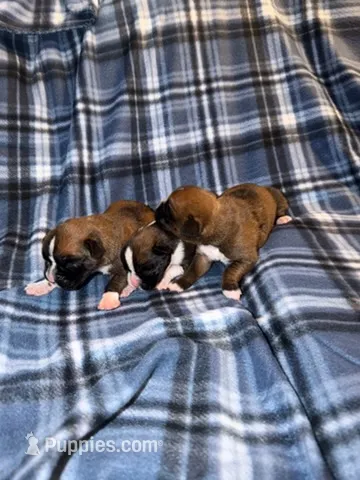 Krystal  – Boxer puppy for sale in Lowell, MA