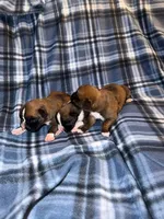 Krystal , a female Boxer for sale in Lowell, MA – 1 of 1