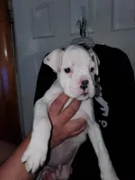 BRADY, a male Boxer for sale in Lowell, MA – Photo 3 of 3