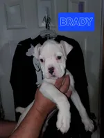 BRADY, a male Boxer for sale in Lowell, MA – Photo 2 of 3