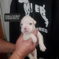 BRADY, a male Boxer for sale in Lowell, MA – Photo 1 of 3