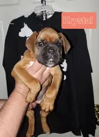 KRYSTAL, a female Boxer for sale in Lowell, MA – Photo 3 of 3