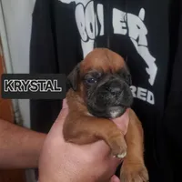 KRYSTAL, a female Boxer for sale in Lowell, MA – Photo 1 of 3