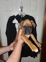 KRYSTAL, a female Boxer for sale in Lowell, MA – Photo 2 of 3