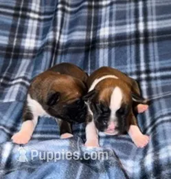 KING – Boxer puppy for sale in Lowell, MA