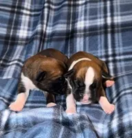 KING, a male Boxer for sale in Lowell, MA – 1 of 1