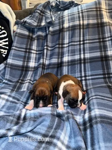 BUSTER – Boxer puppy for sale in Lowell, MA