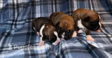 Roxy – Boxer puppy for sale in Lowell, MA