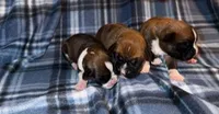 Roxy, a female Boxer for sale in Lowell, MA – 1 of 1