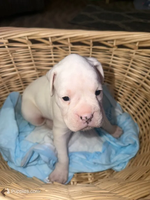 SNOOPY  – Boxer puppy for sale in Lowell, MA