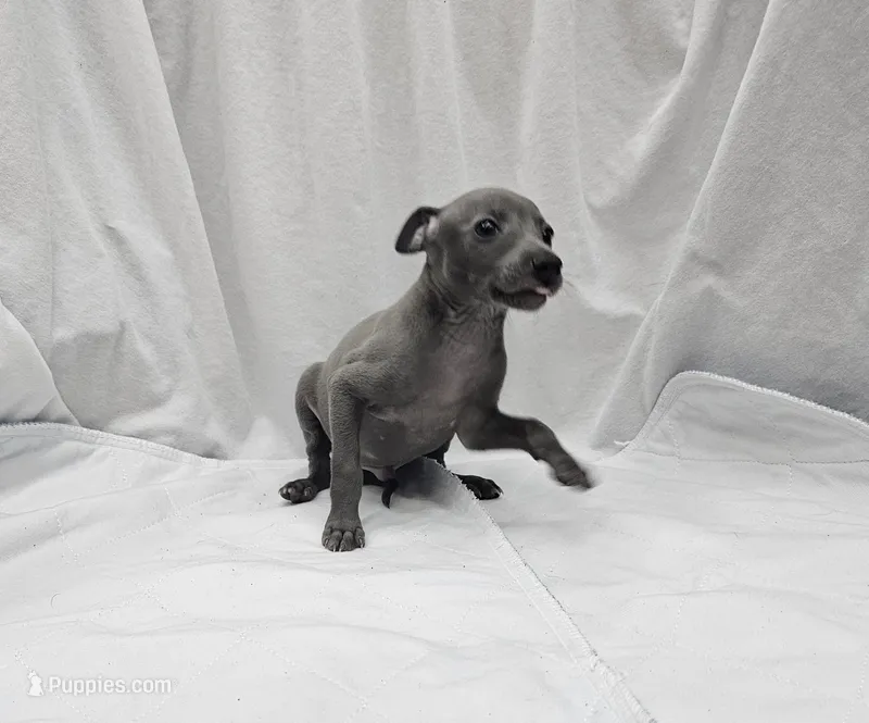 Dax – Italian Greyhound puppy for sale in Newalla, OK