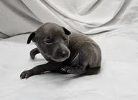 Max, a male Italian Greyhound for sale in Newalla, OK – 4 of 4
