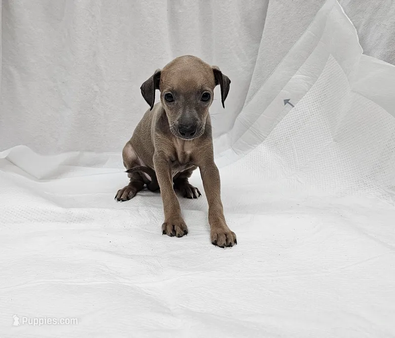 Oreo – Italian Greyhound puppy for sale in Newalla, OK