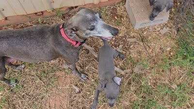 Finn, a male Italian Greyhound for sale in Newalla, OK – 4 of 9