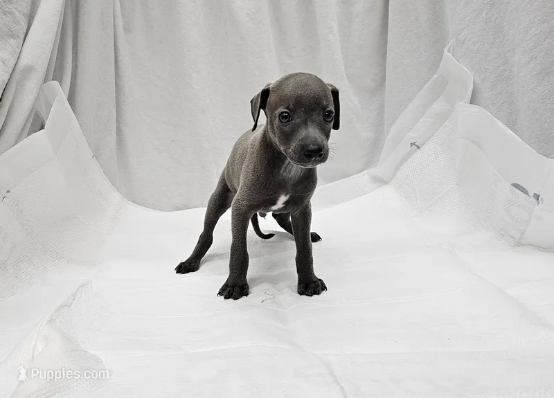 Jax – Italian Greyhound puppy for sale in Newalla, OK