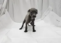 Jax, a male Italian Greyhound for sale in Newalla, OK – 5 of 9