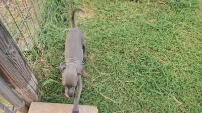 Pax, a male Italian Greyhound for sale in Newalla, OK – 9 of 9