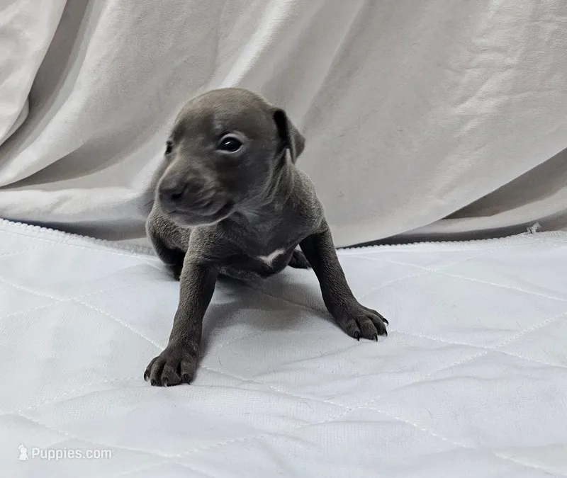 Pax – Italian Greyhound puppy for sale in Newalla, OK