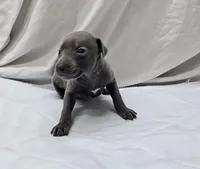 Pax, a male Italian Greyhound for sale in Newalla, OK – 5 of 9