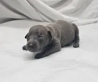Jax, a male Italian Greyhound for sale in Newalla, OK – 2 of 4