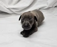 Dax, a male Italian Greyhound for sale in Newalla, OK – 3 of 4