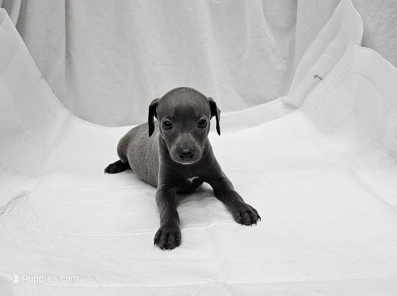 Pax – Italian Greyhound puppy for sale in Newalla, OK