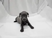 Pax, a male Italian Greyhound for sale in Newalla, OK – 3 of 9