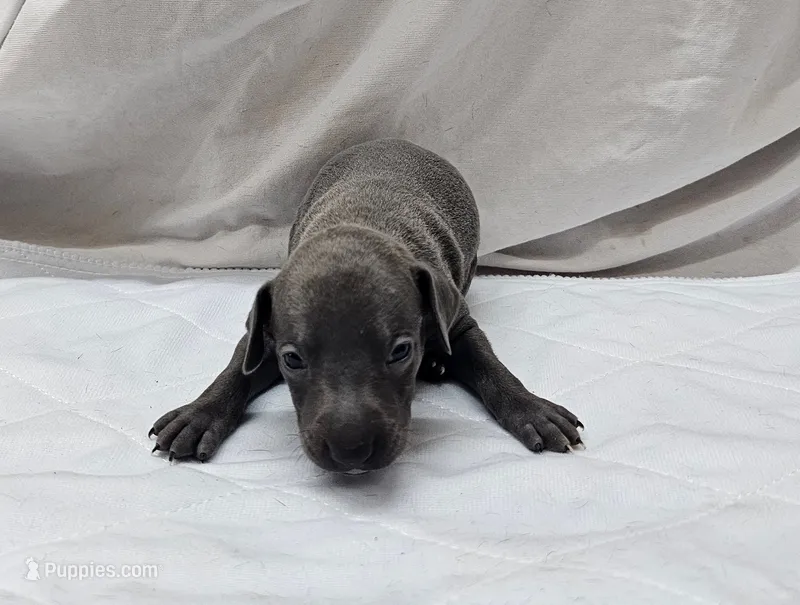Thor – Italian Greyhound puppy for sale in Newalla, OK