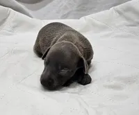 Ferb, a male Italian Greyhound for sale in Newalla, OK – 2 of 4