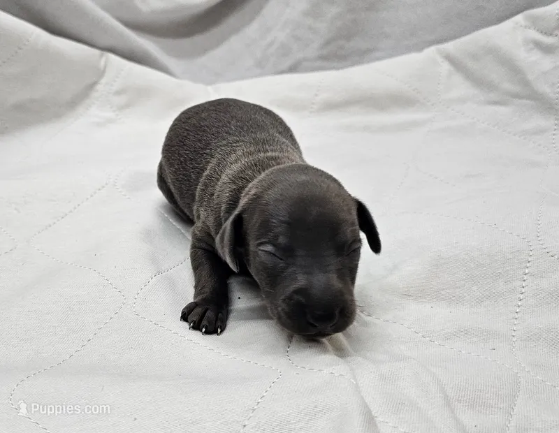 Thor – Italian Greyhound puppy for sale in Newalla, OK