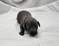 Thor, a male Italian Greyhound for sale in Newalla, OK – 1 of 4