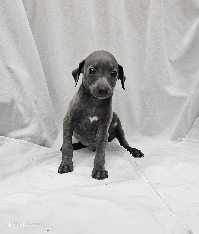 Pax – Italian Greyhound puppy for sale in Newalla, OK