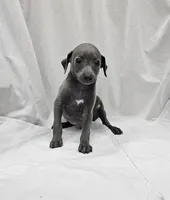 Pax, a male Italian Greyhound for sale in Newalla, OK – 1 of 9