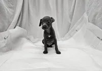 Finn, a male Italian Greyhound for sale in Newalla, OK – 5 of 9