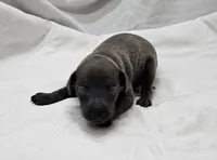 Lugi, a male Italian Greyhound for sale in Newalla, OK – 2 of 4