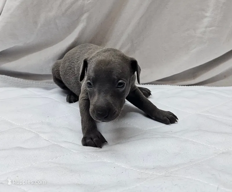 Lugi – Italian Greyhound puppy for sale in Newalla, OK