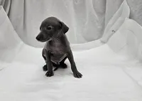 Max, a male Italian Greyhound for sale in Newalla, OK – 5 of 8