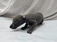 Finn, a male Italian Greyhound for sale in Newalla, OK – 6 of 9