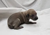 Oreo, a male Italian Greyhound for sale in Newalla, OK – 3 of 4