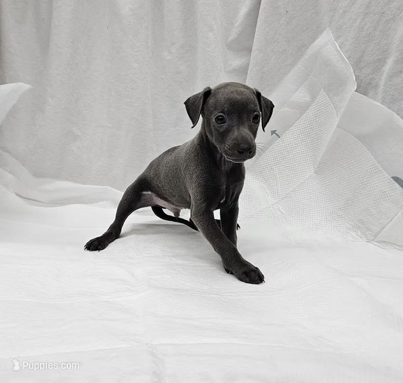 Lugi – Italian Greyhound puppy for sale in Newalla, OK