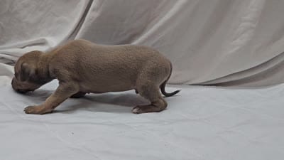 Oreo, a male Italian Greyhound for sale in Newalla, OK – 4 of 9