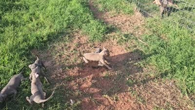 Oreo, a male Italian Greyhound for sale in Newalla, OK – 5 of 9