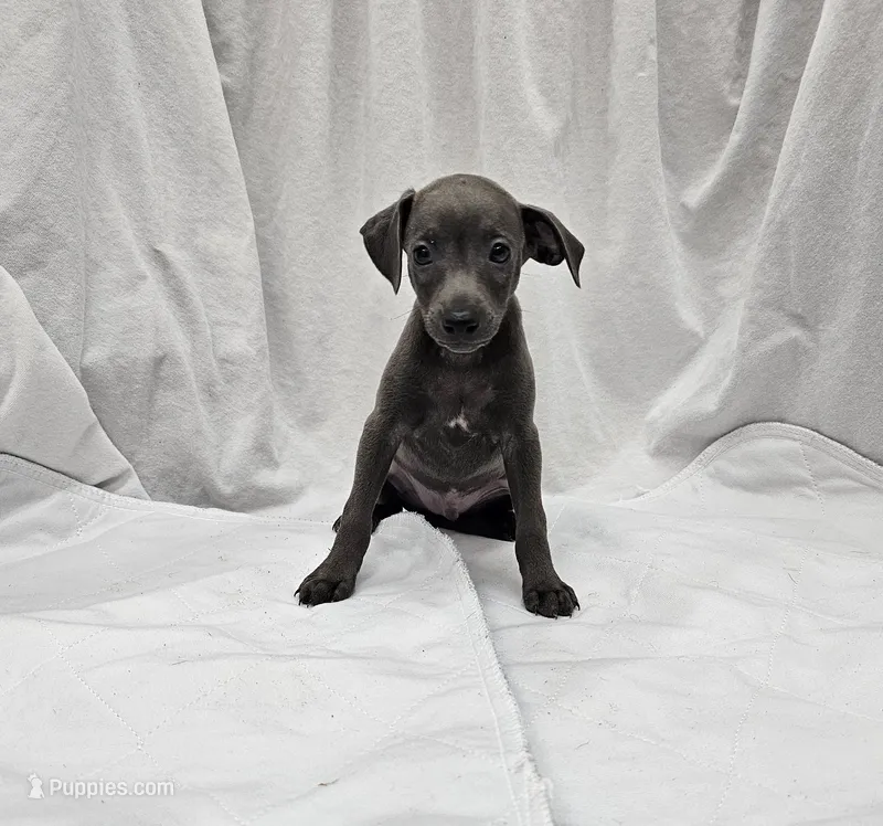 Lugi – Italian Greyhound puppy for sale in Newalla, OK