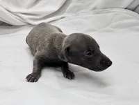 Max, a male Italian Greyhound for sale in Newalla, OK – 3 of 4