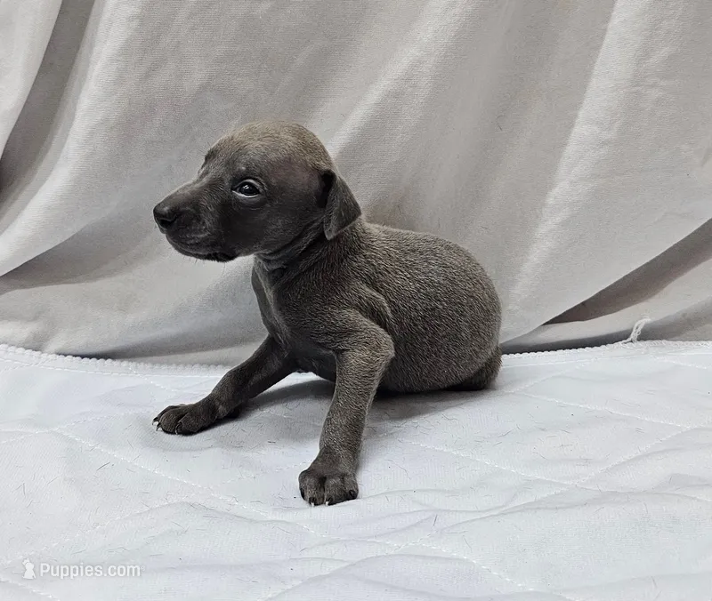 Dax – Italian Greyhound puppy for sale in Newalla, OK