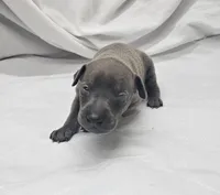 Dax, a male Italian Greyhound for sale in Newalla, OK – 2 of 4