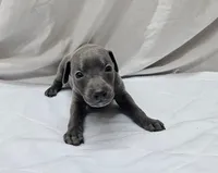 Pax, a male Italian Greyhound for sale in Newalla, OK – 7 of 9