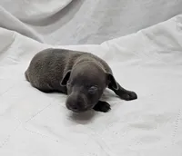 Ferb, a male Italian Greyhound for sale in Newalla, OK – 3 of 4