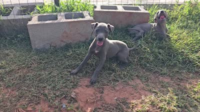 Finn, a male Italian Greyhound for sale in Newalla, OK – 8 of 9