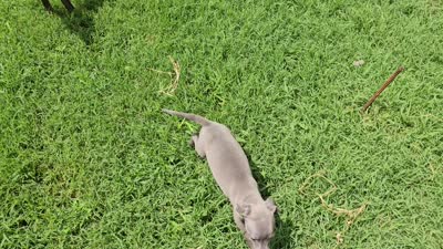 Pax, a male Italian Greyhound for sale in Newalla, OK – 6 of 9